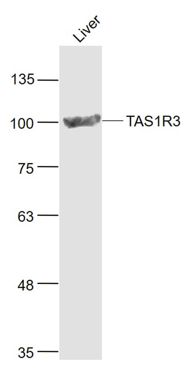 TAS1R3 Antibody in Western Blot (WB)