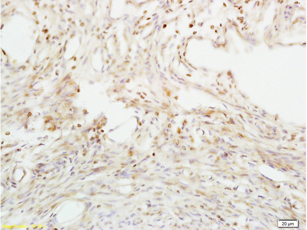 ABP/SHBG Antibody in Immunohistochemistry (Paraffin) (IHC (P))