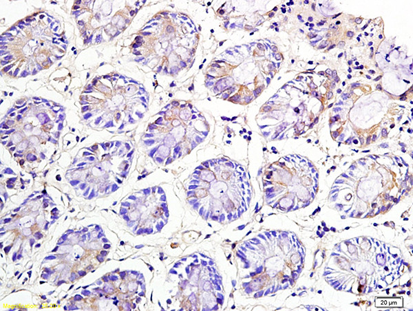 NKG2A Antibody in Immunohistochemistry (Paraffin) (IHC (P))