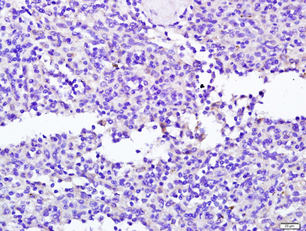 NCR2 Antibody in Immunohistochemistry (Paraffin) (IHC (P))