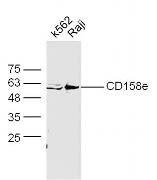 CD158e Antibody in Western Blot (WB)