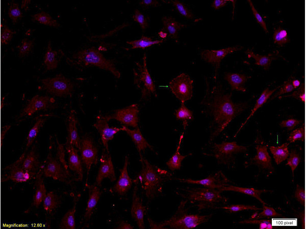 DLK1 Antibody in Immunocytochemistry (ICC/IF)