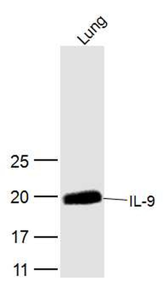 IL-9 Antibody in Western Blot (WB)