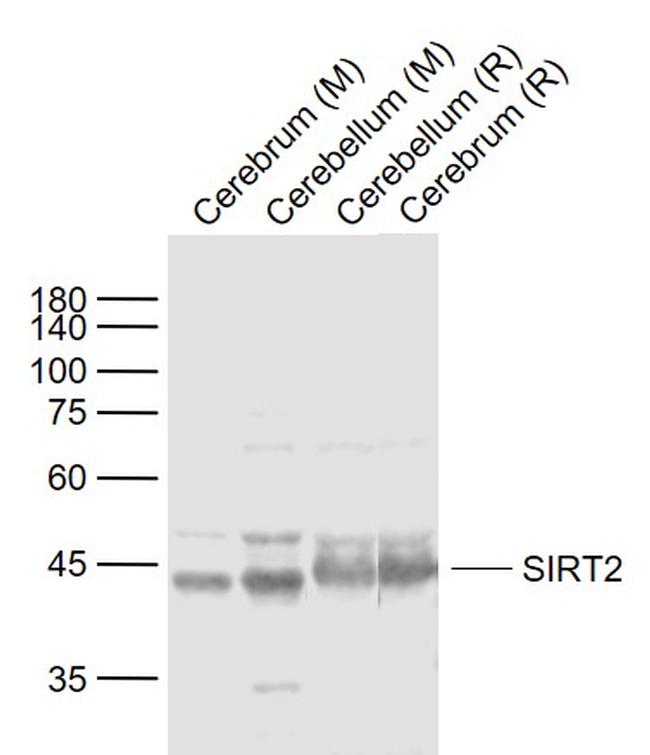 SIRT2 Antibody in Western Blot (WB)