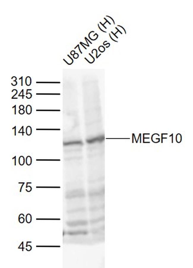 MEGF10 Antibody in Western Blot (WB)