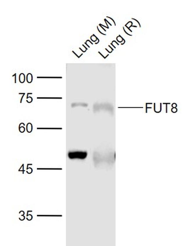 FUT8 Antibody in Western Blot (WB)