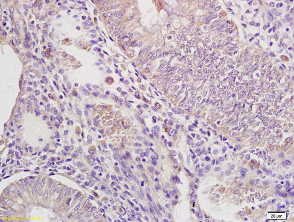 IRAK4 Antibody in Immunohistochemistry (Paraffin) (IHC (P))