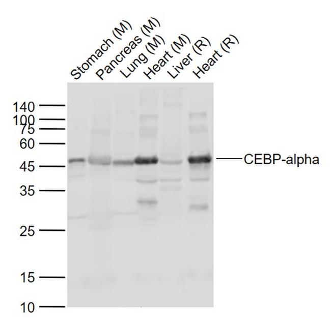 CEBP-alpha Antibody in Western Blot (WB)