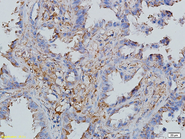 CCL19/MIP-3 beta Antibody in Immunohistochemistry (Paraffin) (IHC (P))