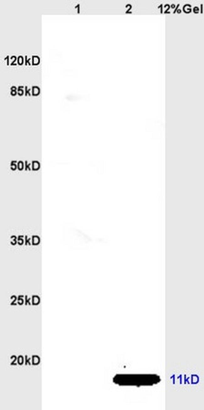 CCL19/MIP-3 beta Antibody in Western Blot (WB)