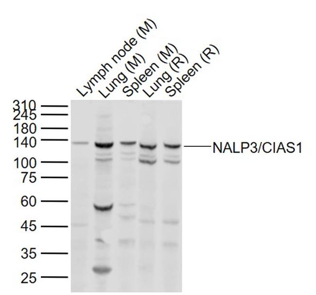 NALP3/CIAS1 Antibody in Western Blot (WB)