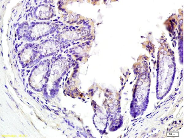 TNFSF18 Antibody in Immunohistochemistry (Paraffin) (IHC (P))