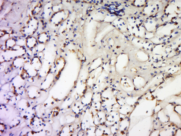 TNFSF18 Antibody in Immunohistochemistry (Paraffin) (IHC (P))