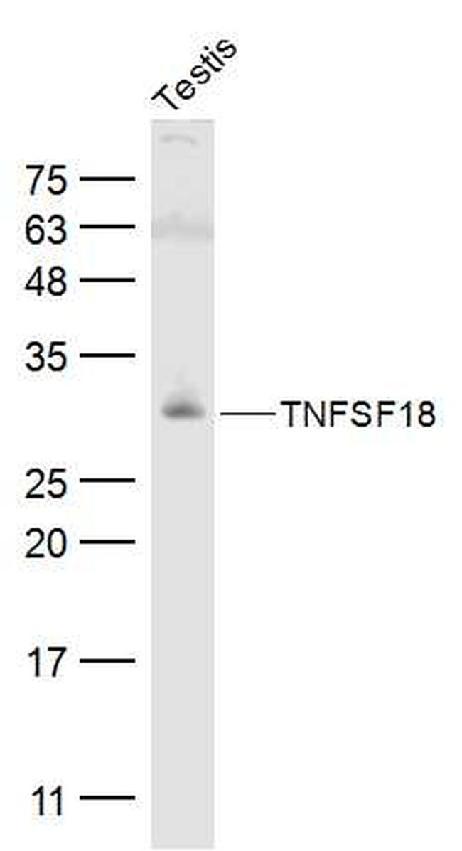 TNFSF18 Antibody in Western Blot (WB)