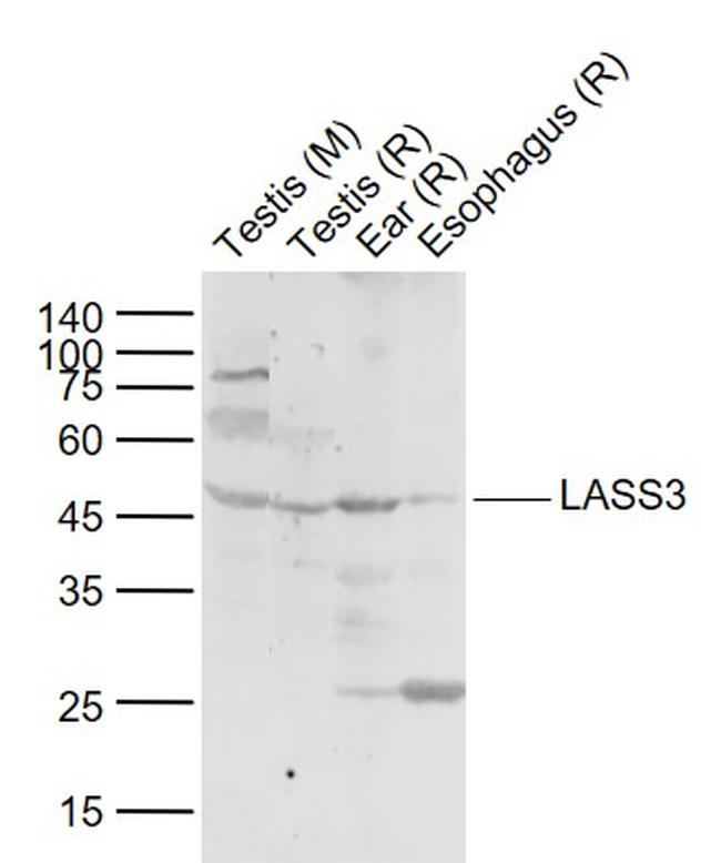 LASS3 Antibody in Western Blot (WB)