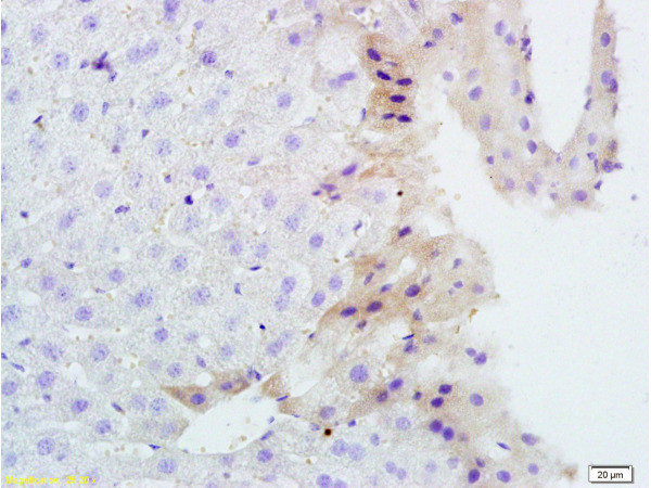 TNFSF14 Antibody in Immunohistochemistry (Paraffin) (IHC (P))