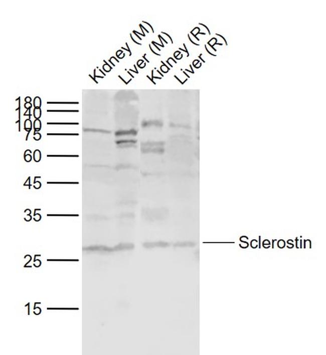 Sclerostin Antibody in Western Blot (WB)