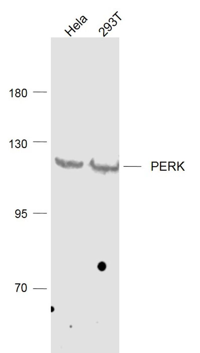 PERK Antibody in Western Blot (WB)