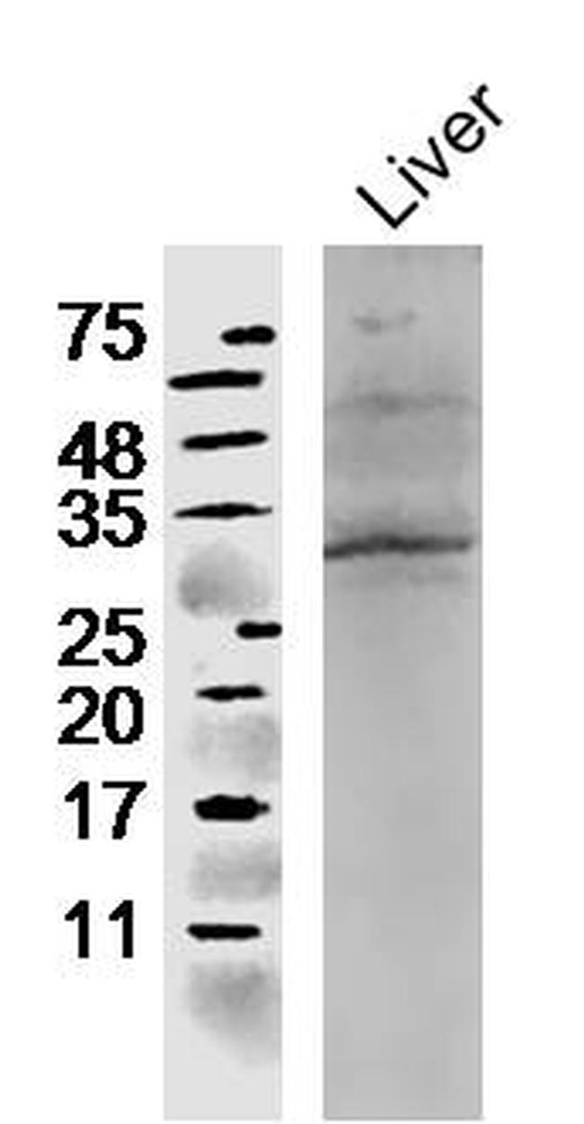 CCL4 Antibody in Western Blot (WB)