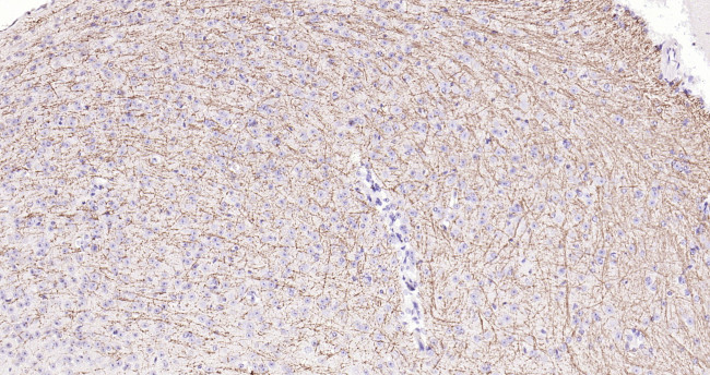 MBP Antibody in Immunohistochemistry (Paraffin) (IHC (P))