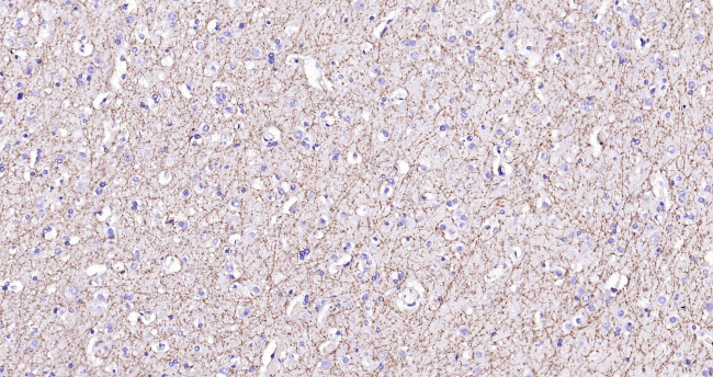 MBP Antibody in Immunohistochemistry (Paraffin) (IHC (P))