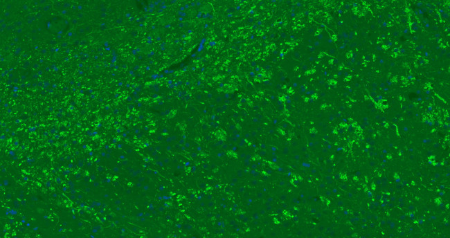 MBP Antibody in Immunohistochemistry (Paraffin) (IHC (P))