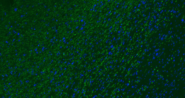 MBP Antibody in Immunohistochemistry (Paraffin) (IHC (P))