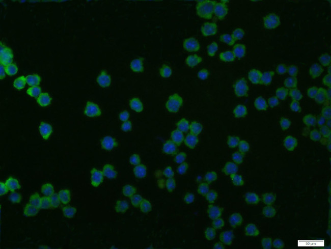 ProsTaglandin E Receptor EP4 Antibody in Immunocytochemistry (ICC/IF)