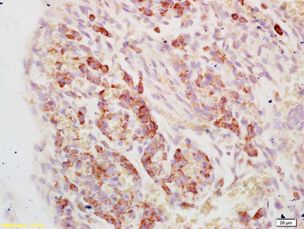 eEF1A1 Antibody in Immunohistochemistry (Paraffin) (IHC (P))