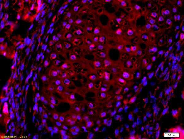 AQP7 Antibody in Immunohistochemistry (Paraffin) (IHC (P))