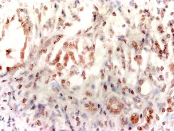 AQP7 Antibody in Immunohistochemistry (Paraffin) (IHC (P))