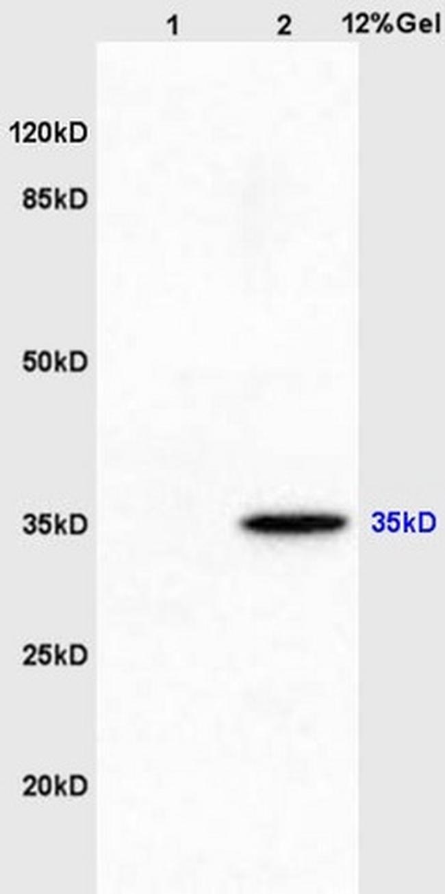 AIMP2 Antibody in Western Blot (WB)