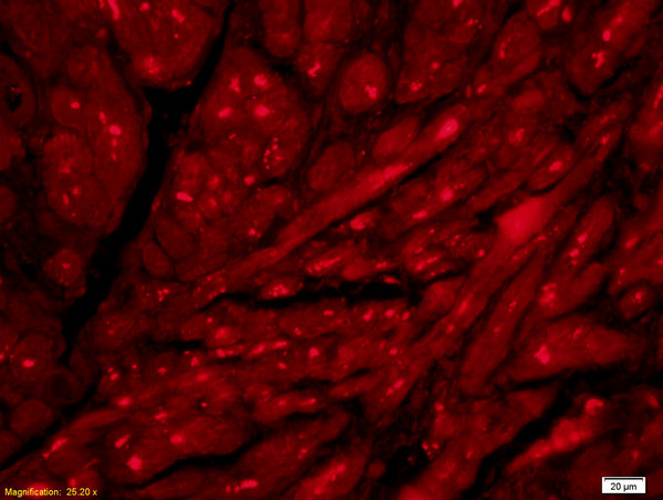 Acetylcholinesterase Antibody in Immunohistochemistry (Paraffin) (IHC (P))