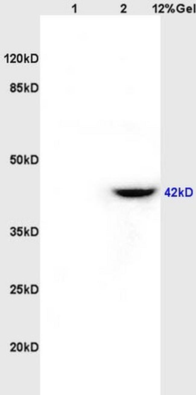 CD84/SLAMF5 Antibody in Western Blot (WB)
