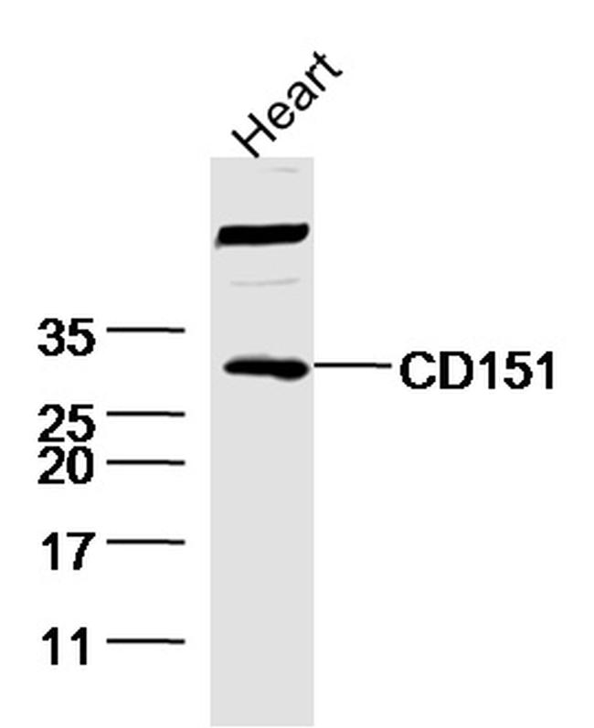 CD151 Antibody in Western Blot (WB)