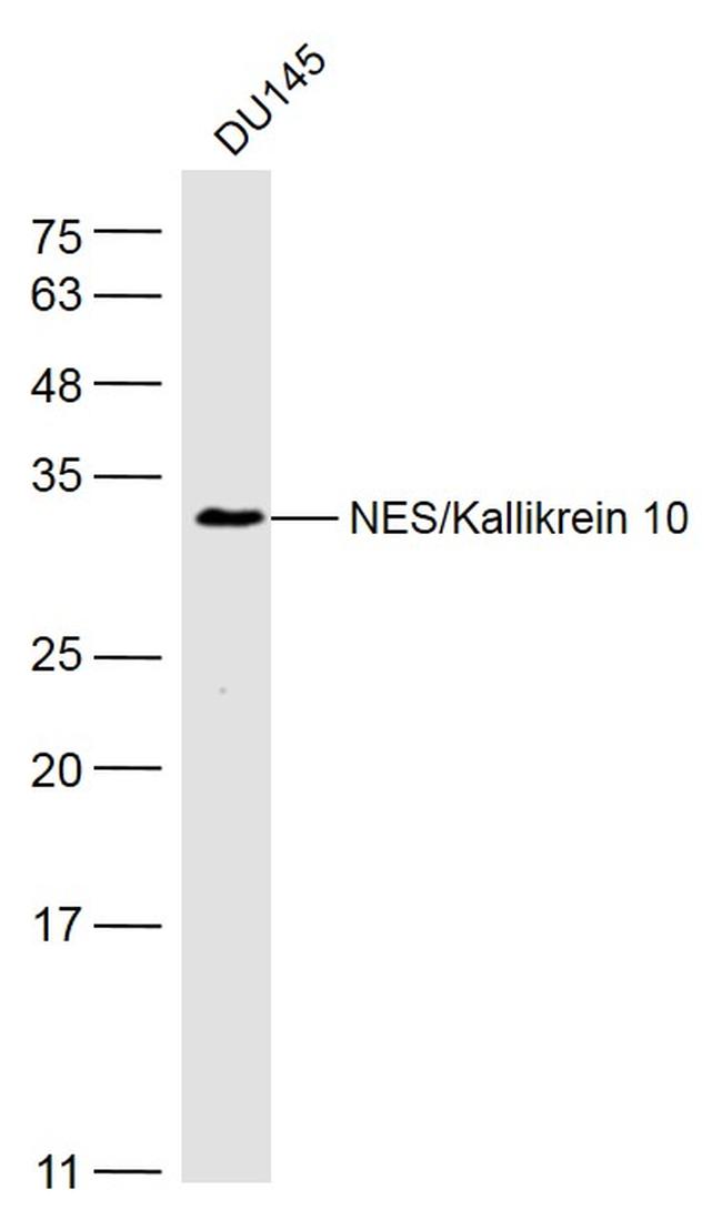 NES1/KLK10 Antibody in Western Blot (WB)