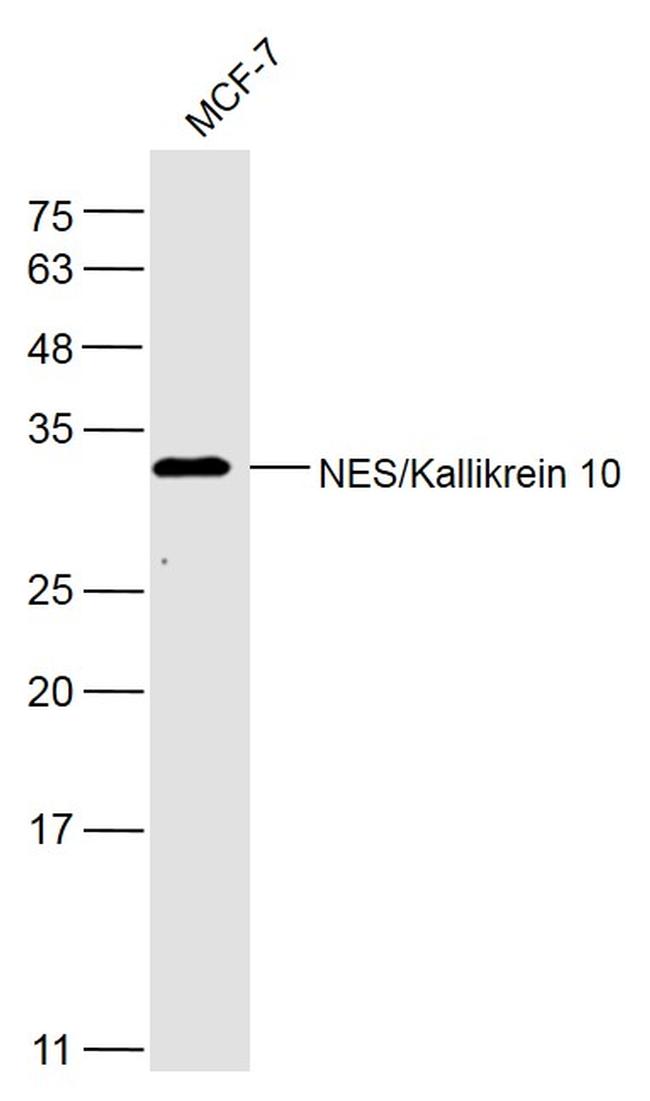 NES1/KLK10 Antibody in Western Blot (WB)