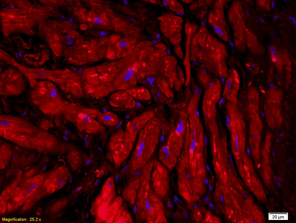 Cardiotrophin 1 Antibody in Immunohistochemistry (Paraffin) (IHC (P))