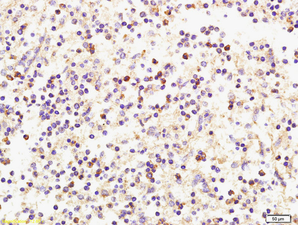 CXCL9/MIG Antibody in Immunohistochemistry (Paraffin) (IHC (P))