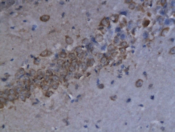 CXCL9/MIG Antibody in Immunohistochemistry (Paraffin) (IHC (P))