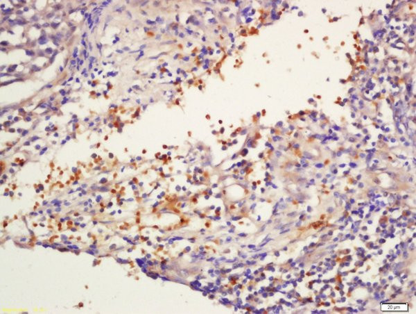 NKG5 Antibody in Immunohistochemistry (Paraffin) (IHC (P))