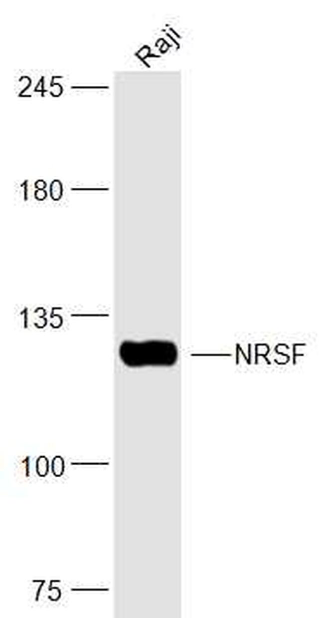 NRSF/REST Antibody in Western Blot (WB)