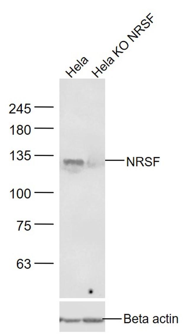 NRSF/REST Antibody in Western Blot (WB)