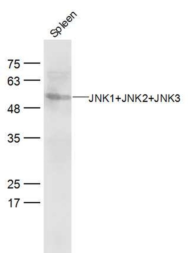 JNK1+2+3 Antibody in Western Blot (WB)