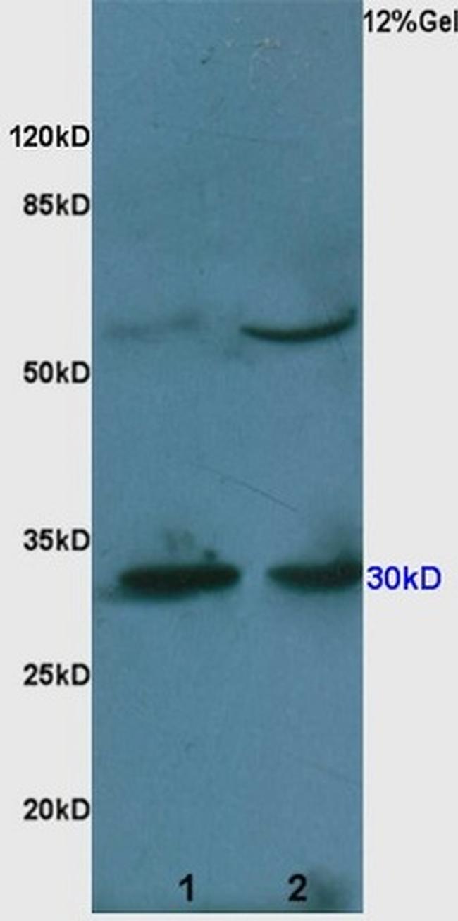 Caspase 3 Antibody in Western Blot (WB)