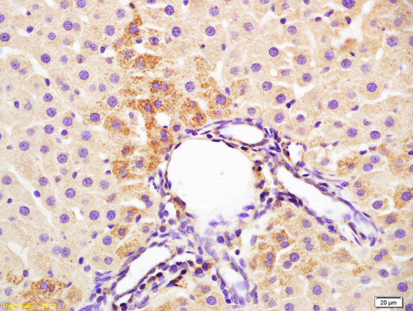 IL-3 Antibody in Immunohistochemistry (Paraffin) (IHC (P))