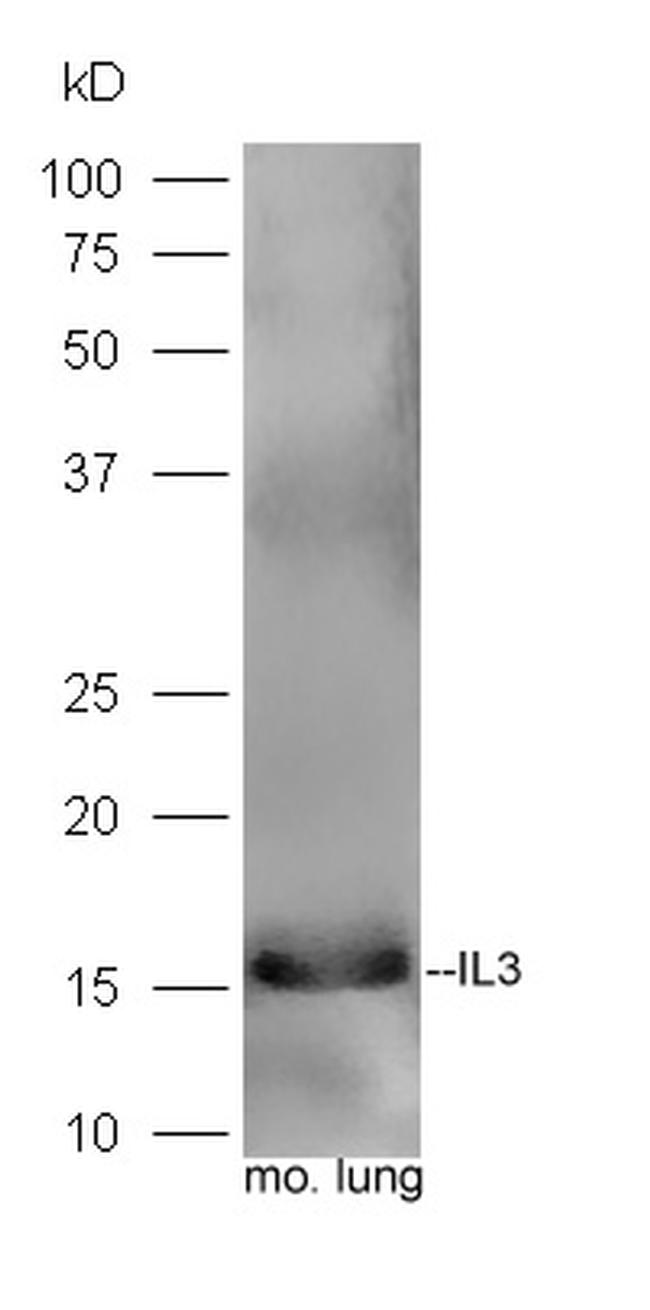 IL-3 Antibody in Western Blot (WB)