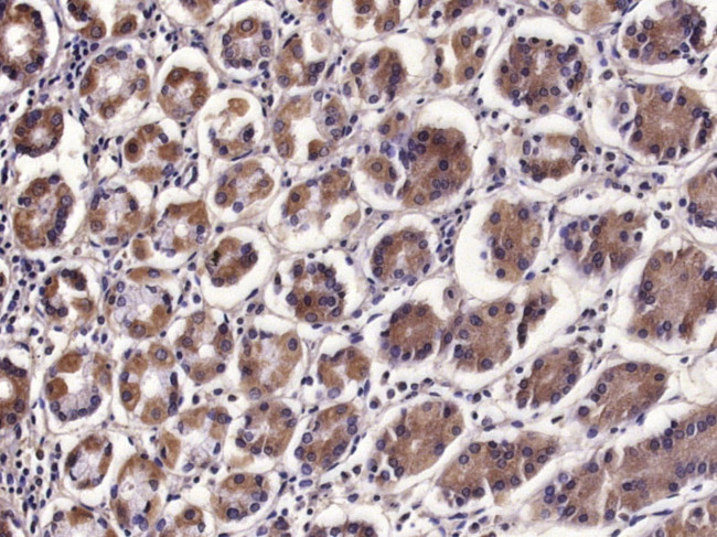 IL-17B Antibody in Immunohistochemistry (Paraffin) (IHC (P))