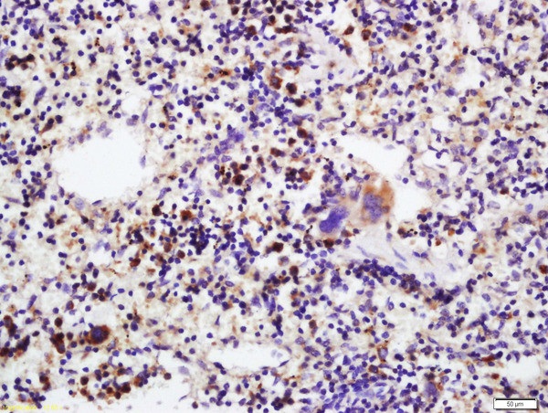 IL-17C Antibody in Immunohistochemistry (Paraffin) (IHC (P))