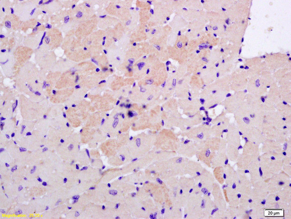 S100A13 Antibody in Immunohistochemistry (Paraffin) (IHC (P))